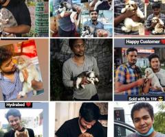 A-z All kinds of pure breed puppies in one place in Chennai ☎️ 9710430367