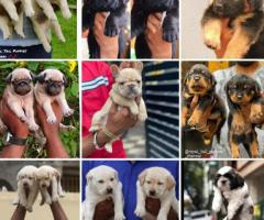 A-z All kinds of pure breed puppies in one place in Chennai ☎️ 9710430367