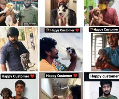 A-z All kinds of pure breed puppies in one place in Chennai ☎️ 9710430367