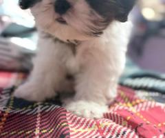 HOME LITTER SHIH TSU PUPPS AVAILABLE @CHENNAI 8388311044 ????