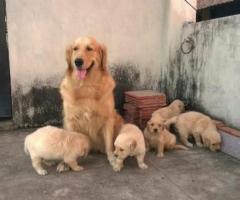 GOLDEN RETRIEVER PUPPIES AVAILABLE PET BUYERS CONTACT ME 8838311044