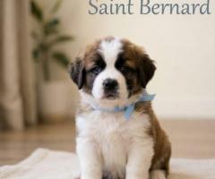 9411137110...Saint Bernard puppy is energetic and playful