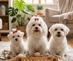 9411137110....Maltese Puppy Active, gentle, affectionate