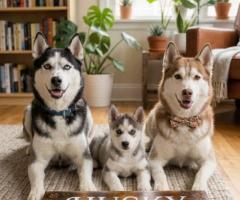9411137110...Husky puppy friendly, social, and curious dogs