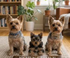 9411137110 Yorkshire Terrier Puppy are courageous, intelligent Dog