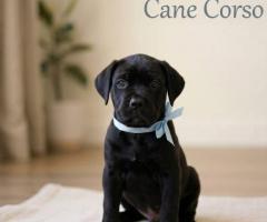 9411137110 Cane Corso Puppy Powerful, loyal, and intensely territorial