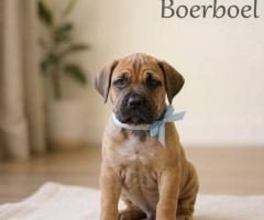 9411137110 Puppy Boerboel Active, Playful