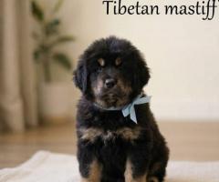 9411137110 Puppy Tibetan Mastiff is loyal, fearless, and hardworking