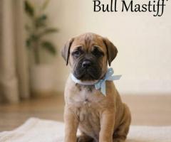 9411137110 Puppy Bull Mastiff Playful, Active