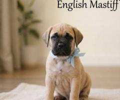 9411137110 English Mastiff Puppy Mastiffs are patient, lovable companions and guardians