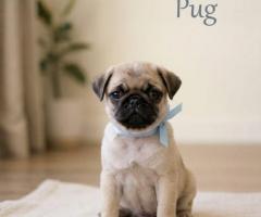 9411137110 Pup Puppy great charm, and an outgoing, loving disposition Dog