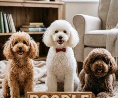 9411137110 Poodle Puppy Poodles are active, lively, intelligent Dog
