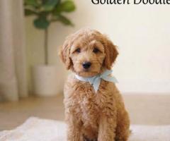 9411137110 Puppy Golden Doodle Active, Playful dog