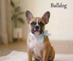 9411137110... Puppy French Bulldog playful, alert, adaptable Dog