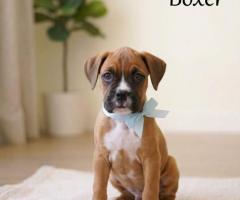 9411137110 Cute Puppy Boxer