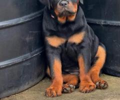 Show quality Rottweiler puppies for sale..9927332288