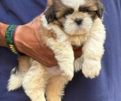Little paw Shihtzu puppies for sale..9927332288