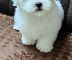 Gorgeous Maltese puppies for sale..9927332288