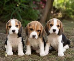 Healthy playful Beagle puppies for sale..9927332288