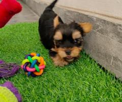 Adorable Yorkshire puppies for sale..9927332288