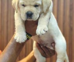 Very playful Labrador puppies for sale..9927332288