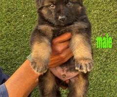 Show quality German shepherd puppies for sale..9927332288